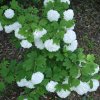 Viburnum opulus